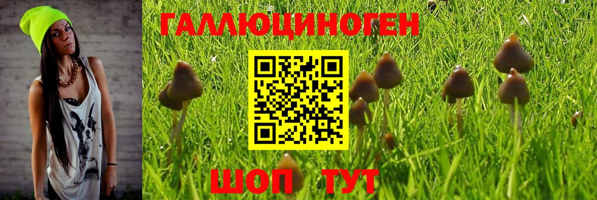 сколько стоит  Галлюциногенные грибы Cubensis  Благодарный  Вход с VPN  Псилоцибиновые грибы Cubensis 